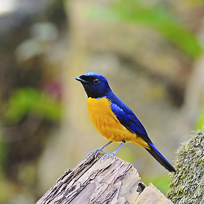 포토 JPG 해외이미지 동물 1 공원 남자 아시아 야생동물 날개 오렌지 태국 자연 조류 휴식 생물 사람없음 야외 초록색 파란색 컬러풀 햇빛 환경 자유 나뭇가지 보호 작음 척추 깃털 속도 싱글 꼬리 사냥 부리 경보 해외202004 해외포토 나무 공공시설 나라 컬러 컨셉 과일 뼈 사람 태양 크기 생태계 파일형식 이미지허브