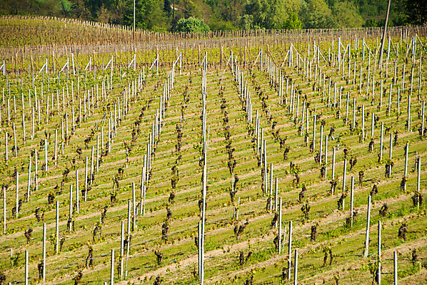 포토 JPG 해외이미지 나무 유럽 여행 밭 농업 자연 포도 휴가 풍경 사람없음 야외 초록색 여행객 와인 이탈리아 성장 농촌 시골 언덕 조경 포도밭 포도나무 타운 산기슭 내추럴 양조장 줄서기 해외202004 해외포토 식물 나라 산업 컬러 과일 모션 산 주류 사람 도시 과일나무 생태계 파일형식 이미지허브