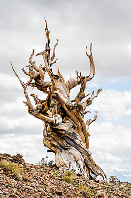포토 JPG 해외이미지 나무 공원 여행 자연 산 건조 사람없음 야외 목재 흰색 나뭇가지 소나무 행운 황무지 숲 큼 캘리포니아 나무껍질 방문 대야 내추럴 옛날 해외202004 해외포토 식물 공공시설 컬러 컨셉 재료 미국 껍질 크기 생태계 파일형식 이미지허브
