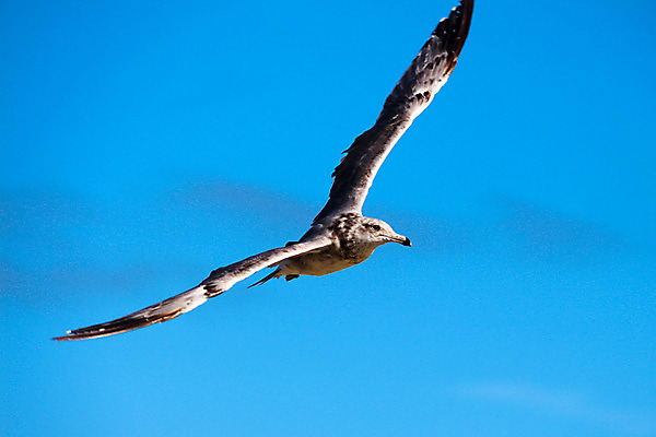 포토 JPG 해외이미지 동물 바다 날개 일러스트 자연 갈매기 조류 하늘 휴가 사람없음 야외 여름 파란색 햇빛 태양 우주 항구 자유 흰색 비행 순수 깃털 독립 해외202004 해외포토 자연요소 계절 컬러 컨셉 교통시설 생태계 파일형식 이미지허브