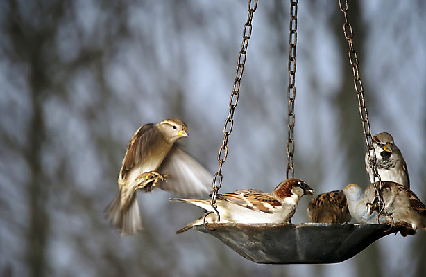 포토 JPG 해외이미지 동물 계절 야생동물 음식 자연 조류 앉기 사람없음 야외 추위 닫기 작음 먹이 먹기 깃털 참새 생존 해외202004 해외포토 모션 크기 생태계 파일형식 이미지허브