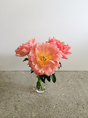 포토 JPG 해외이미지 식물 계절 꽃잎 꽃 분홍색 꽃다발 잎 꽃무늬 오렌지 자연 종류 사람없음 초록색 꽃병 벚꽃 축하 개화 산호 자주색 자르기 다발 배열 유기농 복숭아 콘크리트 필라멘트 스타일 해외202004 해외포토 웰빙 컬러 컨셉 무늬 과일 모션 자포동물 생태계 파일형식 이미지허브