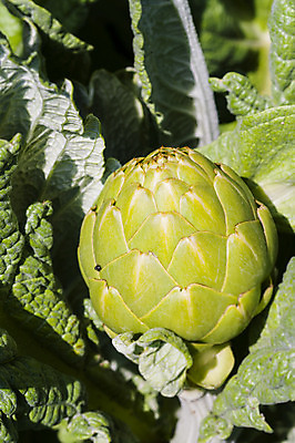 포토 JPG 해외이미지 식물 음식 채소 자연 사람없음 야외 초록색 지구본 정원 수확 성장 신선 유기농 원예 엉겅퀴 숙성 식용 아티초크 특별함 해외202004 해외포토 웰빙 꽃 컬러 컨셉 농업 취미 생태계 파일형식 이미지허브
