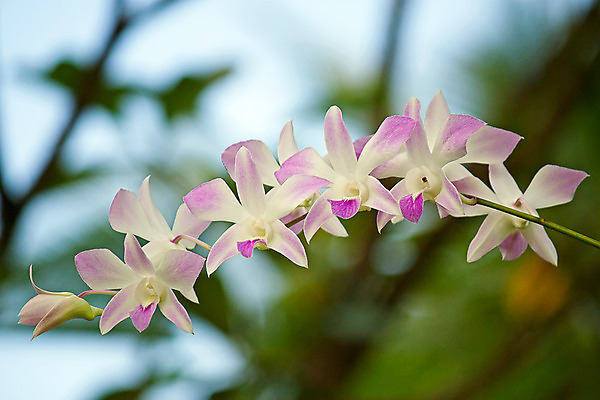 포토 JPG 해외이미지 식물 꽃 잎 태국 자연 사람없음 야외 정원 난초 해외202004 해외포토 아시아 생태계 파일형식 이미지허브