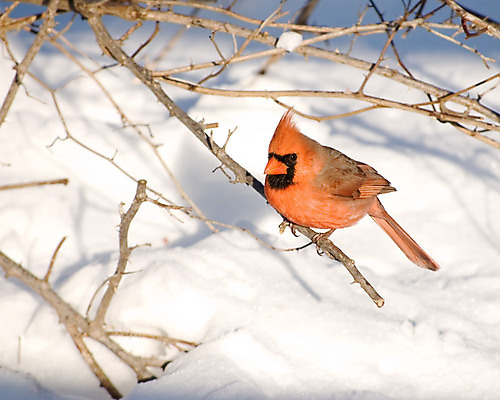 포토 JPG 해외이미지 야생동물 겨울 자연 조류 사람없음 야외 추위 나뭇가지 해외202004 해외포토 나무 동물 계절 생태계 파일형식 이미지허브