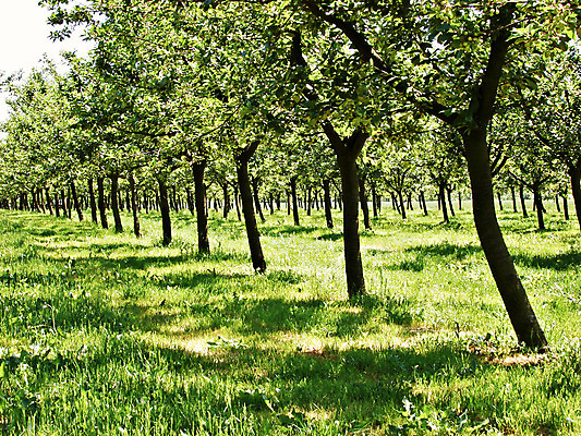 포토 JPG 해외이미지 나무 식물 계절 음식 잎 농업 과일 자연 건강 풍경 사람없음 야외 초록색 여름 농장 정원 맑음 봄 수확 시골 체리 사과 과수원 땅 내추럴 밭일 줄서기 많음 해외202004 해외포토 산업 컬러 컨셉 모션 날씨 생태계 파일형식 이미지허브