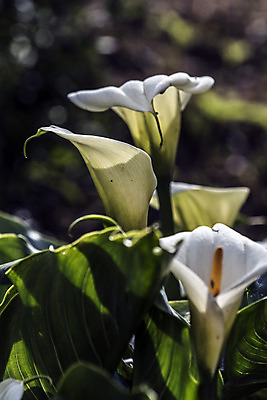 포토 JPG 해외이미지 식물 실루엣 꽃다발 잎 꽃무늬 자연 날씨 휴식 그림자 선물 사랑 사람없음 햇빛 노란색 새싹 정원 화목 힘 봄 활발 에너지 성장 흰색 시골 인사 달콤 향수 향기 냄새 꽃가루 부드러움 고립 돌봄 해외202004 해외포토 계절 꽃 감정 컬러 컨셉 무늬 모션 촬영기법 태양 화장품 예절 감각 맛 가루 생태계 파일형식 이미지허브