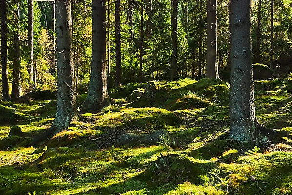 포토 JPG 해외이미지 나무 식물 유럽 낙엽 잎 자연 그림자 이끼 서기 풍경 사람없음 초록색 여름 환경 맑음 봄 다양 성장 가을 나뭇가지 신선 행운 황무지 습지 숲 신비 에코 생태계 마법 서식지 내추럴 깊이 삼림지대 썩음 옛날 가문비나무 해외202004 해외포토 계절 나라 컬러 다수 컨셉 모션 날씨 파일형식 이미지허브