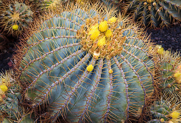 포토 JPG 해외이미지 식물 꽃잎 꽃 꽃무늬 자연 하늘 선인장 건조 통 사람없음 초록색 노란색 정원 미국 봄 사막 벚꽃 뜨거움 쌍 개화 가시 척추 날카로움 스파이크 꽃수술 해외202004 해외포토 계절 컬러 북아메리카 무늬 뼈 생태계 파일형식 이미지허브