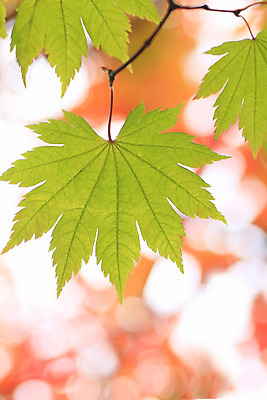 포토 JPG 해외이미지 식물 계절 백그라운드 단풍 잎 패턴 오렌지 사람없음 초록색 가을 흰색 숲 묘사 해외202004 해외포토 컬러 무늬 과일 파일형식 이미지허브
