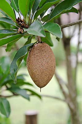 포토 JPG 해외이미지 아시아 음식 백그라운드 다이어트 과일 자연 디저트 건강 동양인 사람없음 초록색 갈색 흰색 신선 그룹 달콤 맛 먹기 상쾌 해안도시 상록수 동쪽 남쪽 숙성 영양소 이국적 해외202004 해외포토 감정 나라 컬러 컨셉 모션 인종 도시 방향 생태계 파일형식 이미지허브