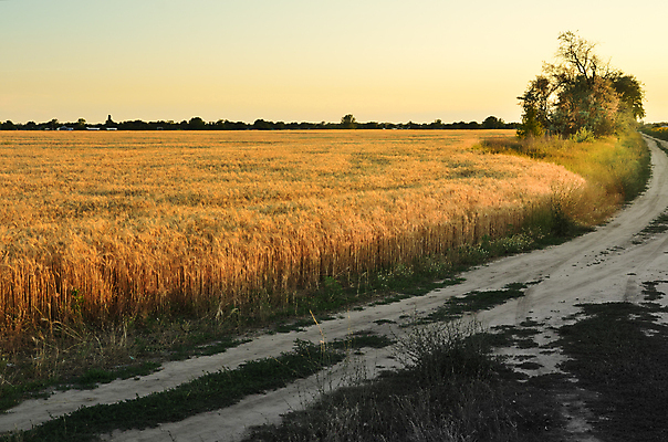 포토 JPG 해외이미지 식물 계절 도로 음식 빵 줄기 백그라운드 밭 농업 자연 하늘 건조 건강 옥수수 씨앗 풍경 사람없음 야외 여름 파란색 빛 농작물 햇빛 농장 농경지 노란색 맑음 수확 시골 황금 낟알 땅 시리얼 밀 유기농 보리 귀 스파이크 밀짚 내추럴 숙성 스텝 호밀 수평선 세련 해외202004 해외포토 웰빙 산업 길 컬러 교통시설 날씨 곡류 신체부위 태양 짚 생태계 파일형식 이미지허브