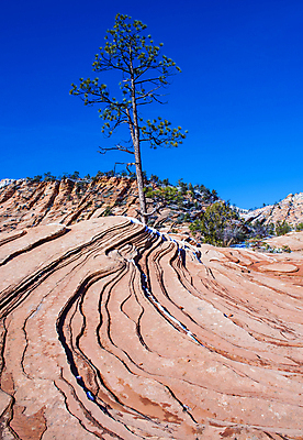 포토 JPG 해외이미지 나무 공원 도로 여행 겨울 오렌지 자연 하늘 휴가 산 풍경 사람없음 야외 빨간색 파란색 강 여행객 골짜기 계곡 얼음 미국 하이킹 사막 추위 바위 흰색 황무지 호기심 내추럴 시온산 전국 지질학 해외202004 해외포토 자연요소 식물 계절 공공시설 교육 감정 길 컬러 컨셉 북아메리카 과일 교통시설 레저 사람 돌_바위 생태계 파일형식 이미지허브