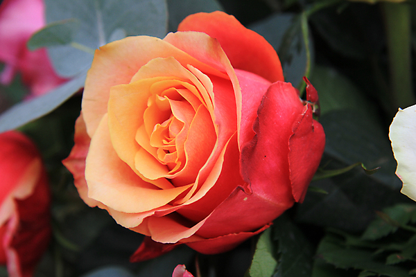 포토 JPG 해외이미지 식물 꽃잎 꽃 꽃다발 컨셉 오렌지 자연 사람없음 장식 초록색 여름 장미 봄 배열 꽃집 묘사 해외202004 해외포토 계절 컬러 과일 상점 생태계 파일형식 이미지허브