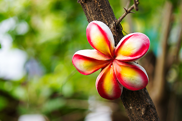 포토 JPG 해외이미지 모양 나무 디자인 외관 꽃 조각 백그라운드 건축양식 사람없음 야외 장식 정원 힘 블록 도시 거친 타일 묘사 질감 해외202004 해외포토 식물 건축 파일형식 이미지허브