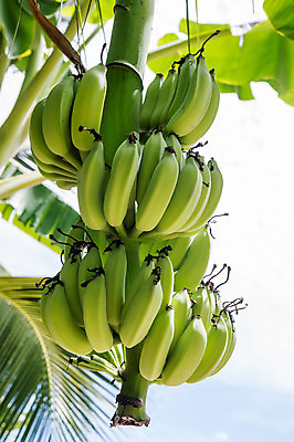 포토 JPG 해외이미지 나무 식물 1 공원 음식 줄기 여행 잎 농업 과일 자연 휴가 디저트 바나나 건강 사람없음 야외 초록색 햇빛 약 농장 노란색 마을 식사 침묵 성장 나뭇가지 그룹 황무지 달콤 숲 큼 다발 오브젝트 싱글 지역 숙성 해외202004 해외포토 공공시설 산업 컬러 의학 태양 소리 맛 크기 생태계 파일형식 이미지허브