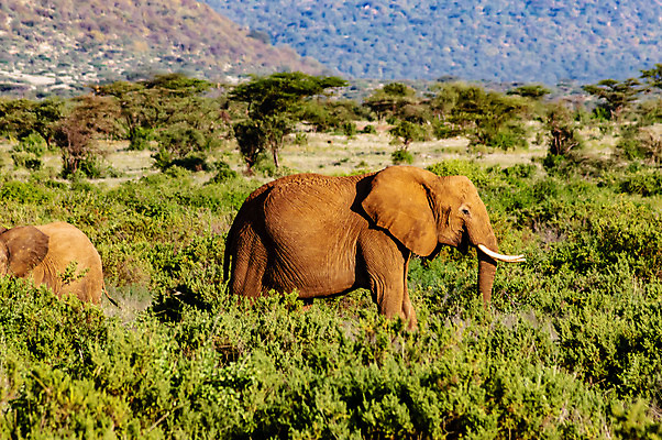 포토 JPG 해외이미지 동물 공원 야생동물 여행 2 포유류 아프리카 자연 놀이 초식동물 코끼리 사람없음 야외 쌍 큼 사파리 싸움 케냐 남쪽 전국 해외202004 해외포토 공공시설 나라 모션 크기 방향 생태계 파일형식 이미지허브