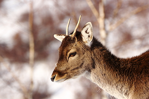 포토 JPG 해외이미지 동물 남자 야생동물 겨울 포유류 자연 털 뿔 서기 사람없음 갈색 달러 경쟁 추위 흰색 아기 황무지 숲 트로피 귀 순위 내추럴 고립 신발장 아기사슴 챔피언 해외202004 해외포토 계절 새끼 컬러 컨셉 돈 모션 사슴 사람 신체부위 상_우승 생태계 파일형식 이미지허브
