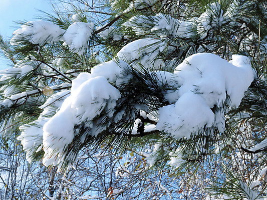 포토 JPG 해외이미지 계절 겨울 자연 하늘 사람없음 파란색 얼음 추위 흰색 소나무 시원함 해외202004 해외포토 자연요소 나무 컬러 생태계 파일형식 이미지허브