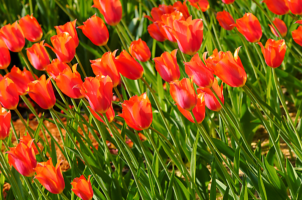 포토 JPG 해외이미지 식물 계절 꽃잎 꽃 문화 줄기 백그라운드 잎 꽃무늬 패턴 밭 농업 자연 풍경 사람없음 야외 빨간색 초록색 여름 컬러풀 농장 머리 정원 봄 활발 튤립 성장 시골 신선 강렬 해외202004 해외포토 산업 컬러 컨셉 무늬 신체부위 생태계 파일형식 이미지허브