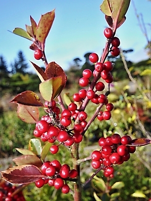 포토 JPG 해외이미지 나무 식물 계절 열매 꽃 잎 크리스마스 자연 휴가 사람없음 장식 빨간색 가을 축하 묘사 오브젝트 해외202004 해외포토 기념일 컬러 컨셉 생태계 파일형식 이미지허브