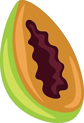 EPS 해외이미지 음식 조각 오렌지 일러스트 자연 건강 미술 씨앗 초록색 여름 검은색 신선 맛 만화 스케치 그림 클립 파파야 해외202004 해외일러스트 식물 계절 컬러 컨셉 과일 문화예술 열대과일 생태계 파일형식 벡터 이미지허브
