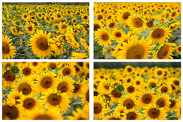 포토 JPG 해외이미지 식물 꽃잎 꽃 백그라운드 자연 해바라기 씨앗 사람없음 여름 노란색 그림 모음 해외202004 해외포토 계절 컬러 생태계 파일형식 이미지허브