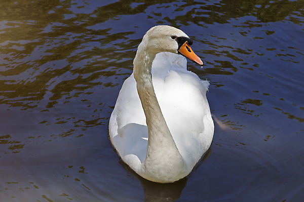포토 JPG 해외이미지 동물 야생동물 파도 바다 자연 조류 사람없음 야외 물 강 반사 흰색 깃털 백조 동물상 해외202004 해외포토 자연요소 컬러 조형물 생태계 파일형식 이미지허브