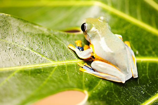 포토 JPG 해외이미지 동물 야생동물 오렌지 태국 개구리 양서류 사람없음 초록색 반려동물 중국 비행 열대우림 베트남 인도네시아 육식동물 라오스 물갈퀴 말레이시아 동물상 해외202004 해외포토 아시아 컬러 과일 조형물 동남아시아 숲 파일형식 이미지허브
