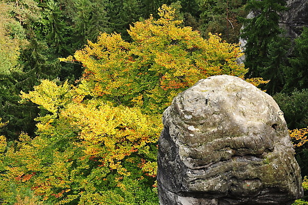 포토 JPG 해외이미지 나무 공원 여행 자연 산 이끼 풍경 사람없음 초록색 여름 환경 계곡 바위 죽음 황무지 숲 암초 옛날 전국 해외202004 해외포토 식물 계절 공공시설 컬러 돌_바위 생태계 파일형식 이미지허브