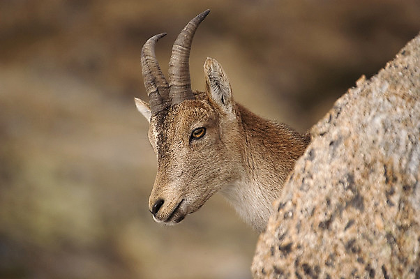 포토 JPG 해외이미지 동물 유럽 포유류 자연 염소 산 뿔 종류 사람없음 갈색 평화 환경 트래킹 하이킹 사막 가을 관찰 트로피 사냥 서식지 내추럴 산악지대 동물상 무료 스페인어 해외202004 해외포토 계절 나라 컬러 컨셉 모션 레저 조형물 상_우승 생태계 파일형식 이미지허브