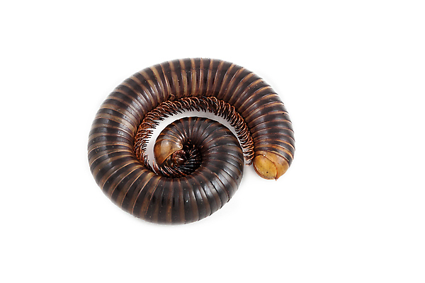 포토 JPG 해외이미지 동물 1 야생동물 곤충 절지류 자연 나선형 사람없음 빨간색 컬러풀 갈색 노란색 검은색 흰색 벌레 묘사 내추럴 고립 해외202004 해외포토 컬러 무늬 생태계 파일형식 이미지허브