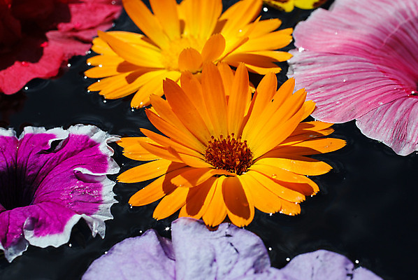 포토 JPG 해외이미지 식물 계절 꽃잎 꽃 백그라운드 잎 꽃무늬 밭 자연 사람없음 야외 장식 빨간색 초록색 컬러풀 햇빛 머리 정원 보라색 봄 성장 벚꽃 침대 신선 개화 원예 내추럴 해외202004 해외포토 컬러 가구 무늬 농업 취미 신체부위 태양 생태계 파일형식 이미지허브