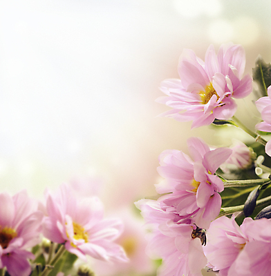 포토 JPG 해외이미지 식물 디자인 계절 꽃잎 꽃 분홍색 꽃다발 백그라운드 잎 꽃무늬 자연 벽지 하늘 부활절 프레임 사람없음 야외 초록색 빛 컬러풀 햇빛 정원 봄 성장 덮개 벚꽃 인사 신선 신용카드 4월 다발 묘사 데이지 보케 내추럴 생태학 카피스페이스 해외202004 해외포토 교육 기념일 컬러 무늬 금융 태양 공백 뚜껑 예절 날짜 생태계 파일형식 이미지허브