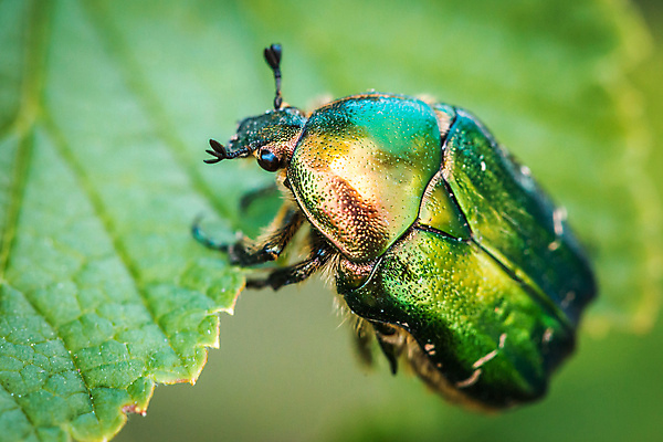 포토 JPG 해외이미지 나무 식물 동물 계절 꽃 야생동물 음식 분홍색 곤충 백그라운드 잎 자연 하늘 사람없음 야외 초록색 물 장미 노란색 정원 검은색 봄 벚꽃 흰색 나뭇가지 신선 개화 체리 황무지 닫기 벌레 아침식사 딱정벌레 내추럴 고립 동물상 해외202004 해외포토 자연요소 컬러 과일 모션 조형물 식사 생태계 파일형식 이미지허브