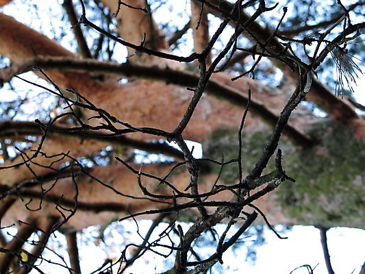 포토 JPG 해외이미지 나무 식물 전통 백그라운드 자연 하늘 사람없음 초록색 파란색 맑음 봄 성장 나뭇가지 신선 소나무 숲 전나무 가문비나무 해외202004 해외포토 계절 컬러 날씨 생태계 파일형식 이미지허브