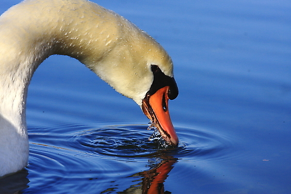 포토 JPG 해외이미지 동물 계절 호수 야생동물 파도 모션 자연 조류 아침 사랑 사람없음 옆모습 물 파란색 빛 강 반사 평화 일출 디지털 봄 거울 흰색 연못 우아함 순수 깃털 부리 백조 목 내추럴 단아함 웅장함 착륙 해외202004 해외포토 주간 자연요소 감정 바다 뷰포인트 컬러 컨셉 신체부위 노을 생태계 파일형식 이미지허브