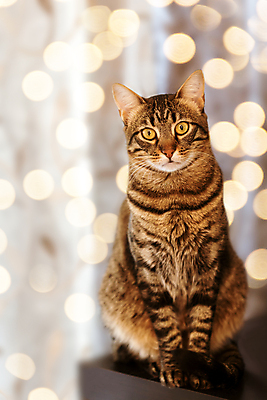 포토 JPG 해외이미지 전신 동물 1 전등 요정 실내 앉기 사람없음 반려동물 고양이 회색 황금 자르기 흰배경 보케 카피스페이스 해외202004 해외포토 컬러 백그라운드 포유류 모션 조명 내부 공백 흰색 파일형식 이미지허브