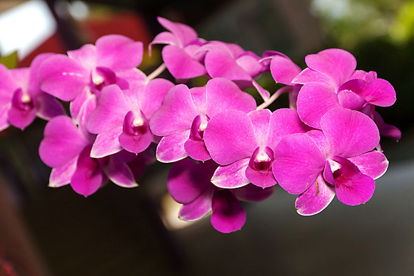 포토 JPG 해외이미지 식물 꽃잎 꽃 분홍색 꽃다발 백그라운드 꽃무늬 자연 사람없음 장식 초록색 여름 컬러풀 정원 보라색 봄 벚꽃 흰색 나뭇가지 난초 우아함 제비꽃 호접란 내추럴 해외202004 해외포토 나무 계절 컬러 컨셉 무늬 생태계 파일형식 이미지허브