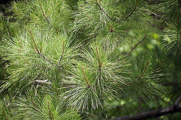 포토 JPG 해외이미지 나무 식물 전통 계절 공원 백그라운드 낙엽 잎 자연 휴가 풍경 사람없음 야외 초록색 여름 환경 봄 캠핑 성장 나뭇가지 시골 소나무 황무지 분위기 숲 생태계 꽃가루 나무껍질 상록수 침엽수 전나무 내추럴 벌거벗은 생태학 이국적 파라다이스 해외202004 해외포토 공공시설 교육 컬러 컨셉 레저 껍질 가루 파일형식 이미지허브
