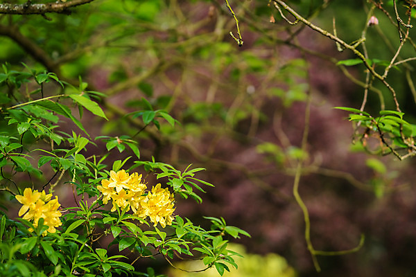 포토 JPG 해외이미지 나무 식물 공원 꽃잎 꽃 백그라운드 잎 꽃무늬 자연 사람없음 장식 초록색 컬러풀 노란색 정원 봄 펼침 성장 벚꽃 나뭇가지 신선 개화 닫기 숲 과수원 4월 진달래 묘사 원예 내추럴 세련 해외202004 해외포토 계절 공공시설 컬러 무늬 농업 모션 취미 날짜 생태계 파일형식 이미지허브