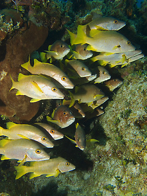 포토 JPG 해외이미지 척추동물 바다 어류 사람없음 물 파란색 수중 부채 산호 암초 해외202004 해외포토 자연요소 동물 컬러 수중동물 자포동물 파일형식 이미지허브