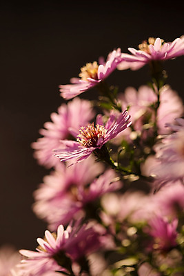포토 JPG 해외이미지 식물 디자인 꽃 분홍색 백그라운드 잎 꽃무늬 아프리카 자연 사람없음 야외 장식 빨간색 장미 정원 보라색 봄 벚꽃 개화 허브 원예 영원 해외202004 해외포토 계절 나라 컬러 무늬 취미 생태계 파일형식 이미지허브