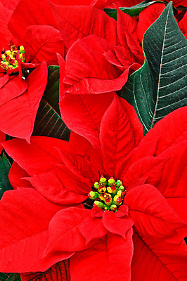 포토 JPG 해외이미지 식물 전통 계절 꽃잎 꽃 행복 별 컨셉 크리스마스 겨울 꽃무늬 자연 휴가 기념 프레임 선물 사람없음 장식 빨간색 초록색 축제 벚꽃 흰색 축하 인사 클래식 12월 포인세티아 노엘 해외202004 해외포토 자연요소 기념일 감정 컬러 무늬 예절 날짜 생태계 파일형식 이미지허브