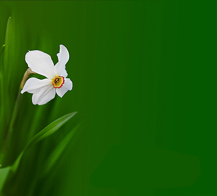 포토 JPG 해외이미지 계절 꽃잎 꽃 백그라운드 잎 꽃무늬 자연 사람없음 초록색 정원 봄 신용카드 개화 수선화 카피스페이스 해외202004 해외포토 식물 컬러 무늬 금융 공백 생태계 파일형식 이미지허브