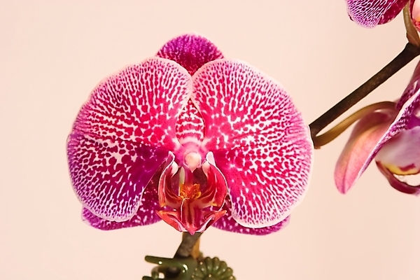 포토 JPG 해외이미지 식물 꽃잎 꽃 화초 줄기 꽃무늬 자연 선물 동양인 사람없음 장식 컬러풀 정원 활발 벚꽃 개화 난초 우아함 호접란 내추럴 강렬 이국적 해외202004 해외포토 컬러 컨셉 무늬 인종 생태계 파일형식 이미지허브