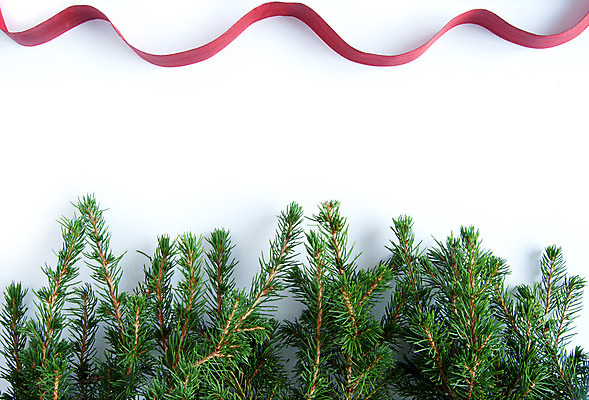 포토 JPG 해외이미지 나무 리본 백그라운드 크리스마스 프레임 사람없음 장식 우주 공백 나뭇가지 소나무 실크 자르기 활 전나무 고립 카피스페이스 해외202004 해외포토 식물 기념일 모션 직물 파일형식 이미지허브