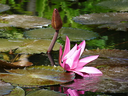 포토 JPG 해외이미지 식물 공원 꽃 호수 선 잎 꽃무늬 자연 사람없음 초록색 물 반사 정원 침묵 벚꽃 연못 거인 내추럴 패드 모리셔스 아마존 이국적 해외202004 해외포토 자연요소 공공시설 컬러 무늬 소리 생태계 파일형식 이미지허브