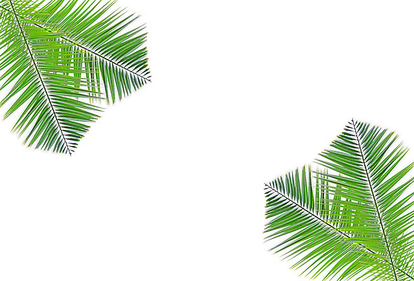 포토 JPG 해외이미지 나무 식물 줄기 백그라운드 잎 패턴 곡선 부분 자연 손바닥 사람없음 초록색 여름 성장 흰색 나뭇가지 숲 싱글 코코넛 내추럴 고립 해외202004 해외포토 손 계절 선 컬러 무늬 과일 생태계 파일형식 이미지허브