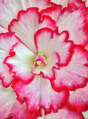 포토 JPG 해외이미지 식물 꽃잎 꽃 분홍색 꽃무늬 사람없음 정원 희망 봄 흰색 더블 해외202004 해외포토 계절 감정 컬러 무늬 파일형식 이미지허브